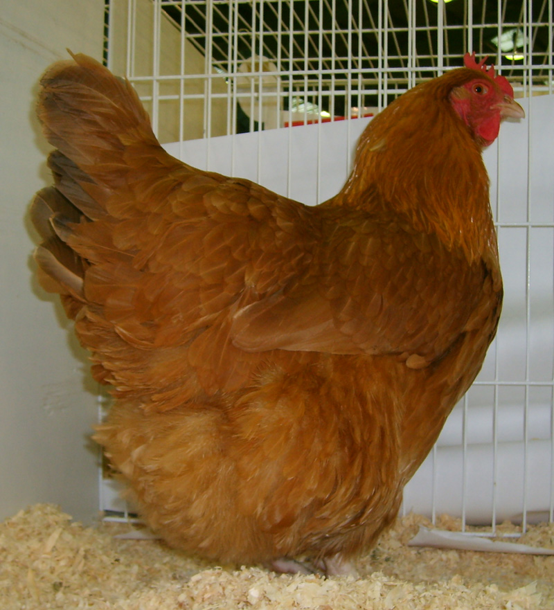 Lincolnshire Buff For Sale Chickens Breed Information Omlet
