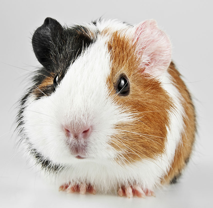 American Guinea Pig