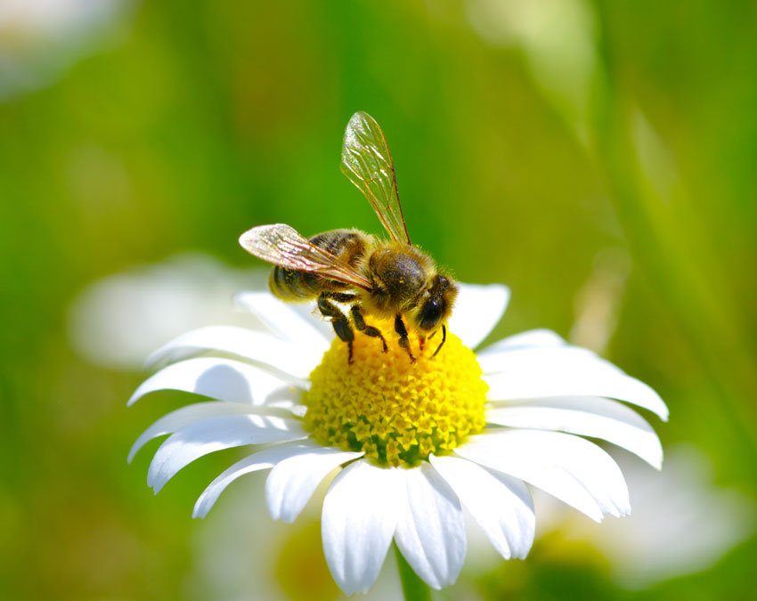 A_Honeybee_collecting_nectar_from_the_flower_to_take_back_to_its_beehaus