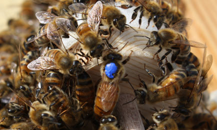 Bees on Comb.