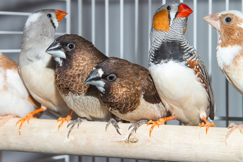 Bengalese finch and Zebra finch