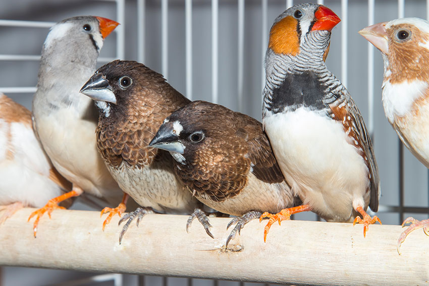 Breeding And Raising Java Sparrows: A Comprehensive Guide  