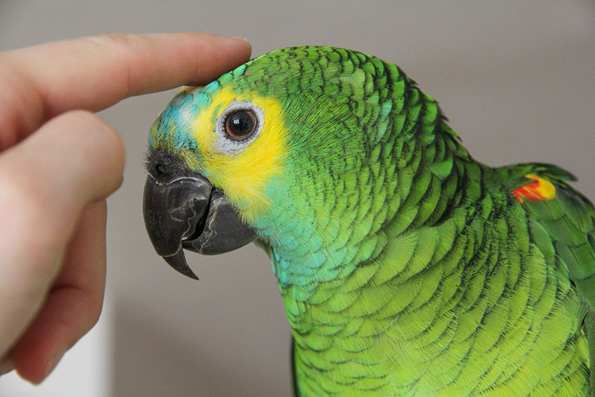 Blue-fronted Amazon