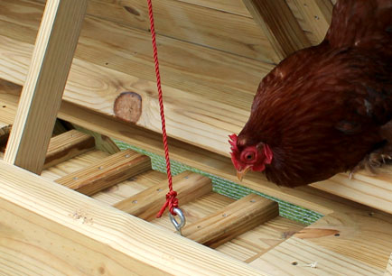 The ramp of the Boughton chicken coop in the secure position.