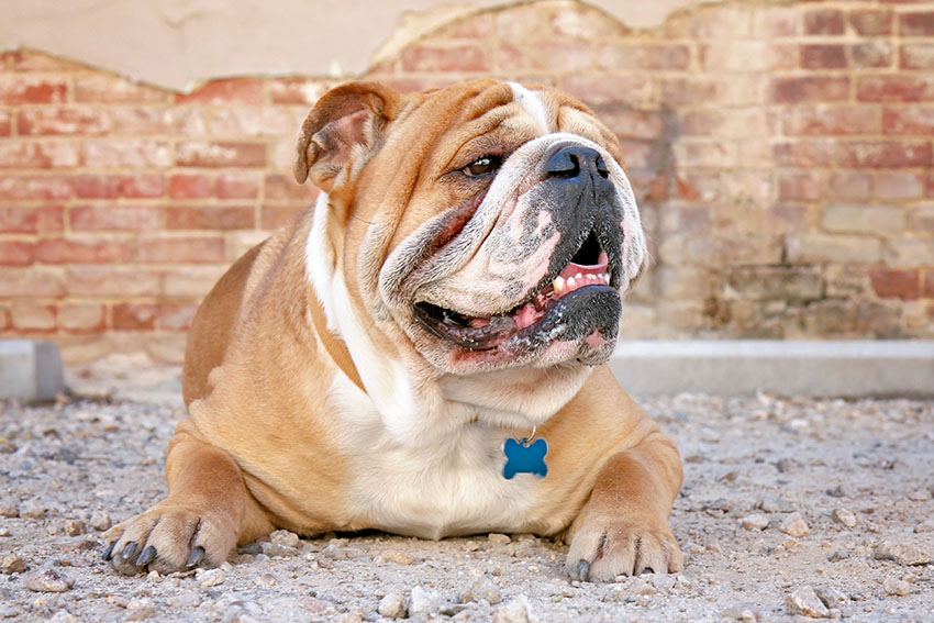 Dog Bloat General Dog Health Care Dogs Guide Omlet US