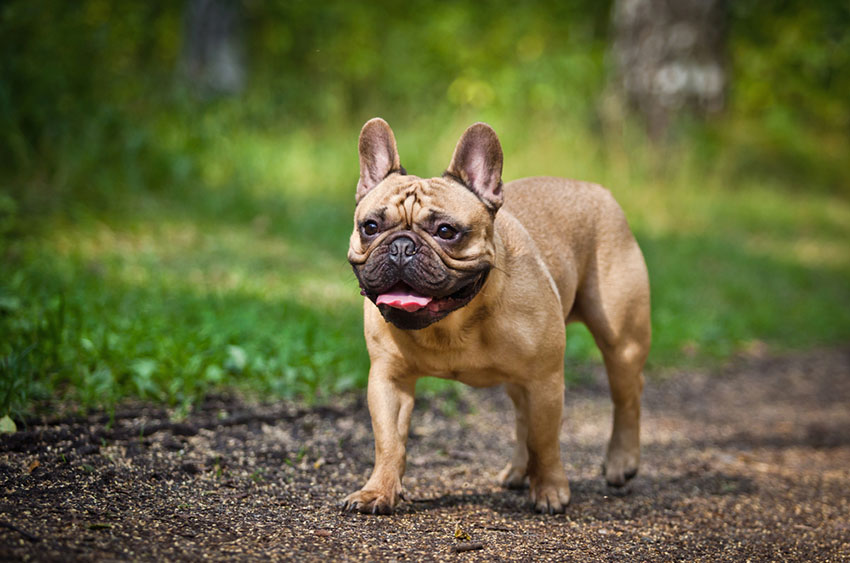 Breeds French Bulldog