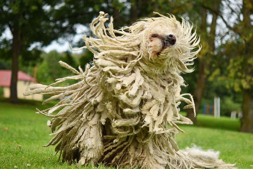 official coat design for ladies