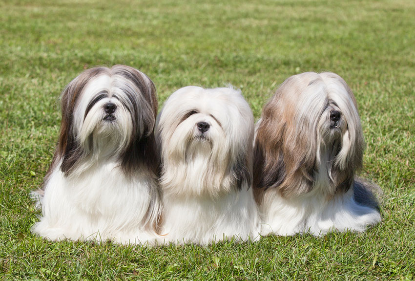 long hair dog