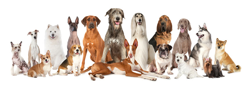 dog collars bulk buy