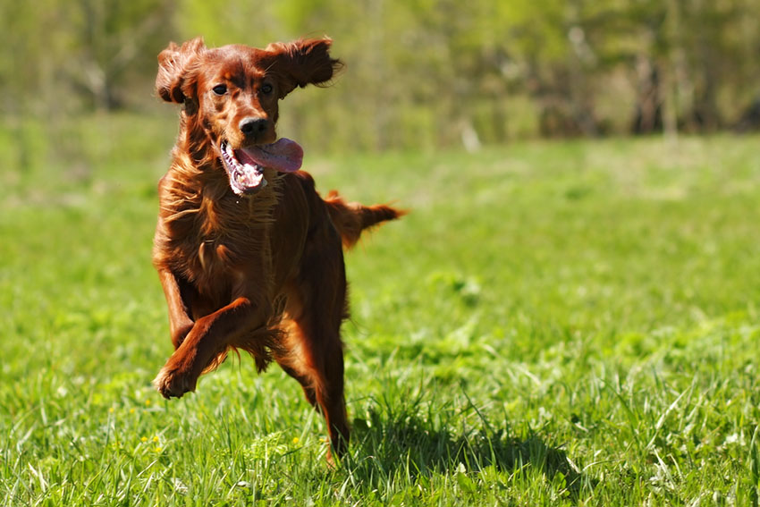 silky long hair dog