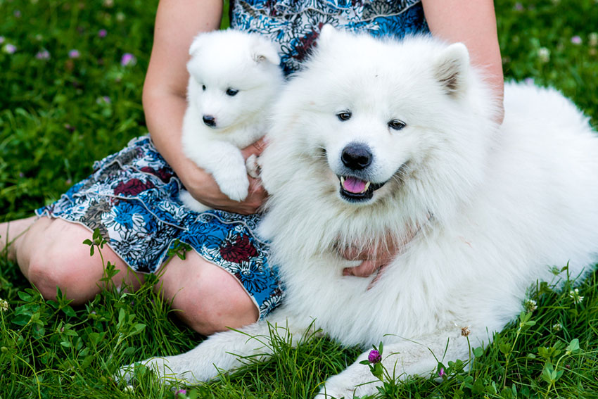 white long hair dogs