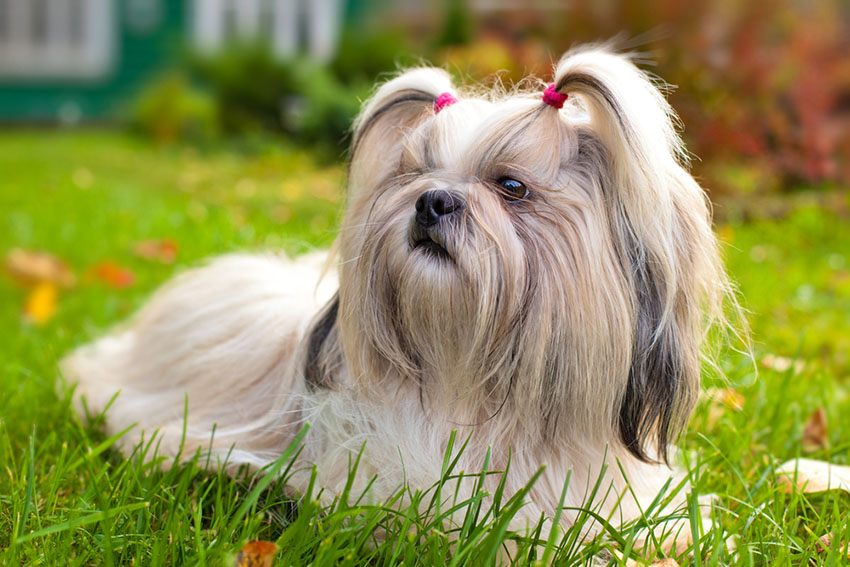 toy dog breed dogs
