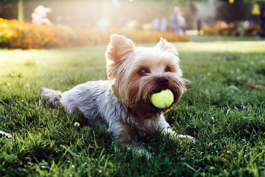 toy breed dogs