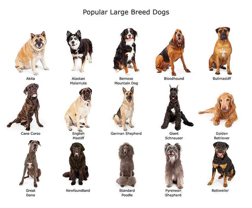 types of big dog breeds