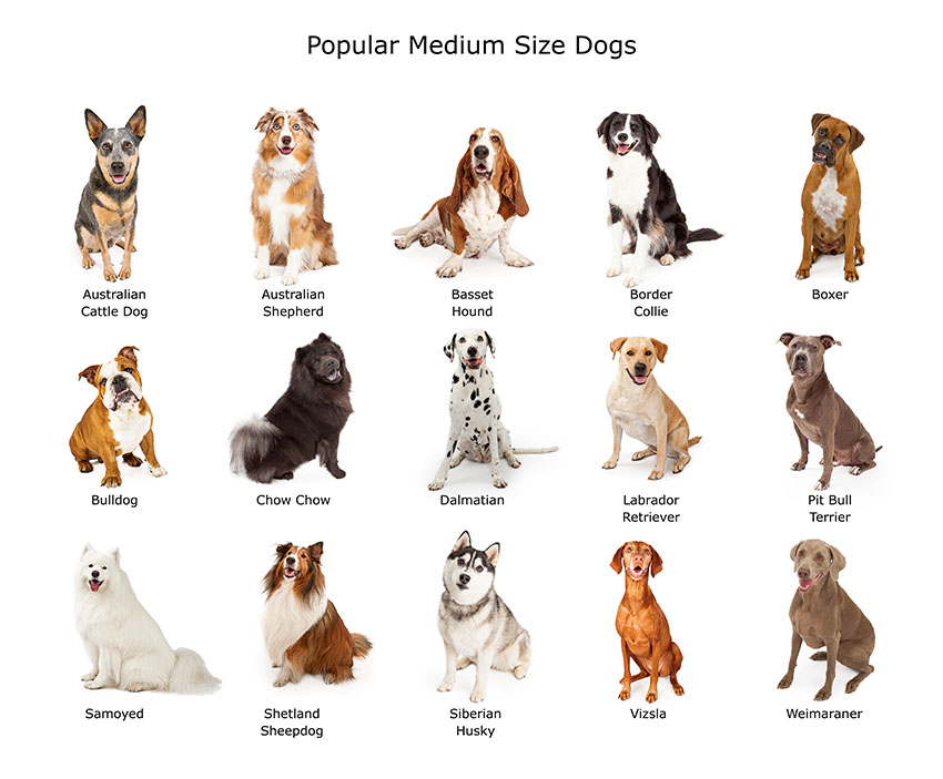 medium breeds