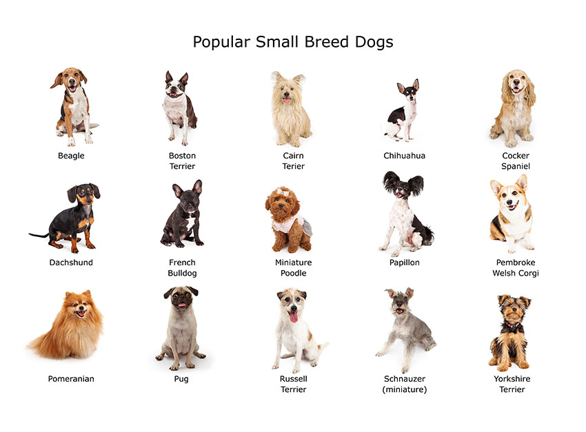 toy dog breed dogs