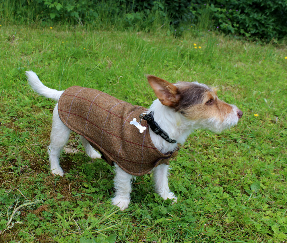 Tweed sales dog jacket