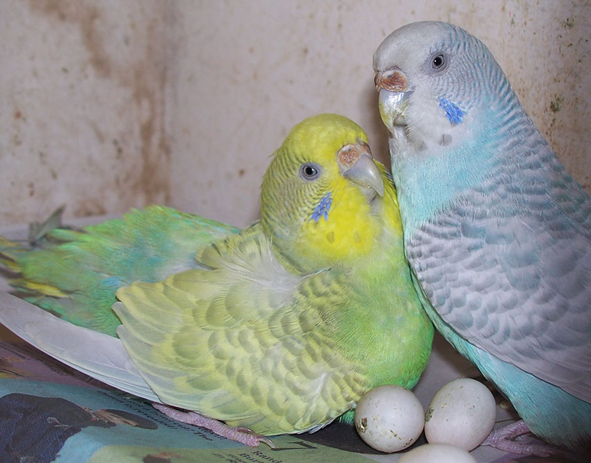 Budgie eggs