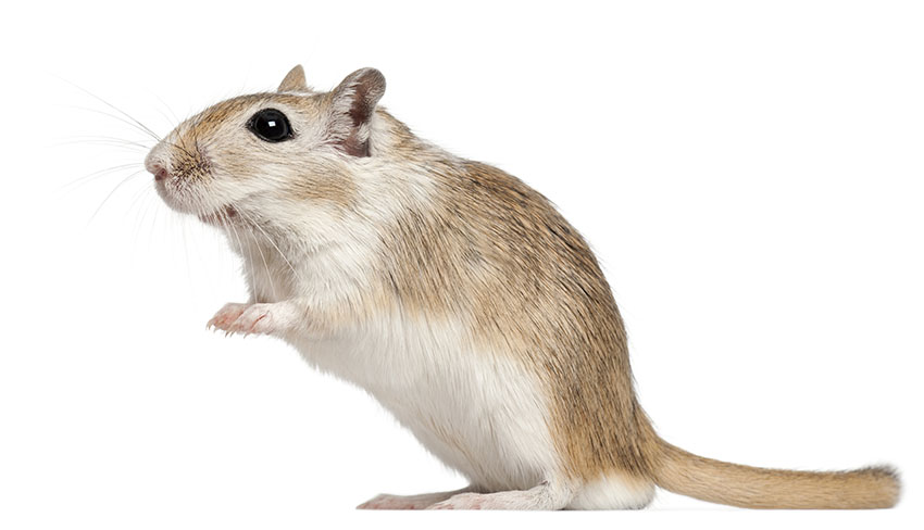 can you introduce gerbils 