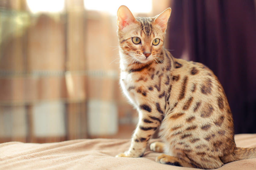 A Bengal Cat with incredible markings