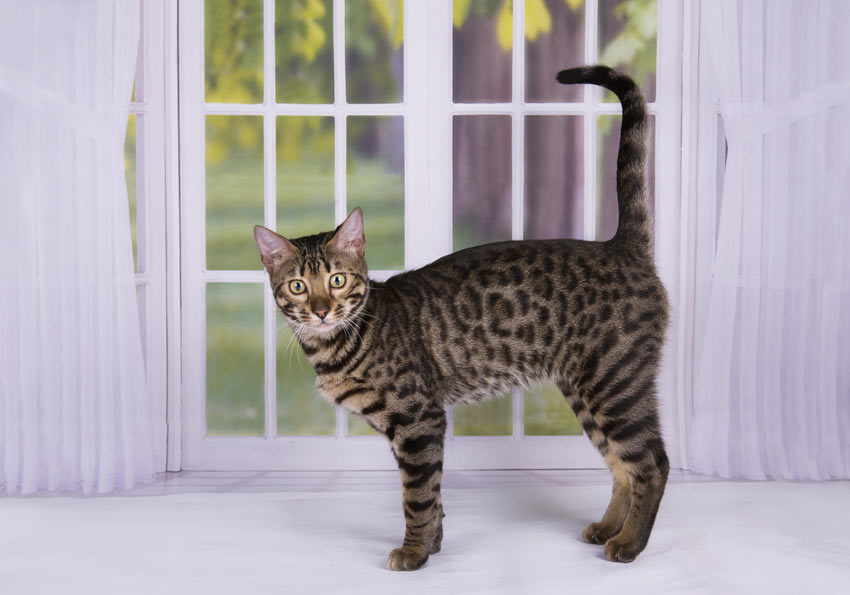 A Savannah kitten with incredibly beautiful markings