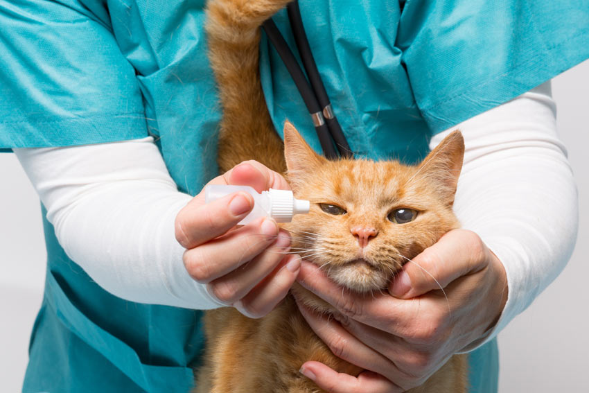 A adult ginger cat being given eye drops at the vets