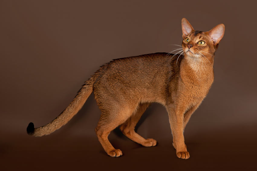 A beautiful brown Abyssinian Cat with short hair