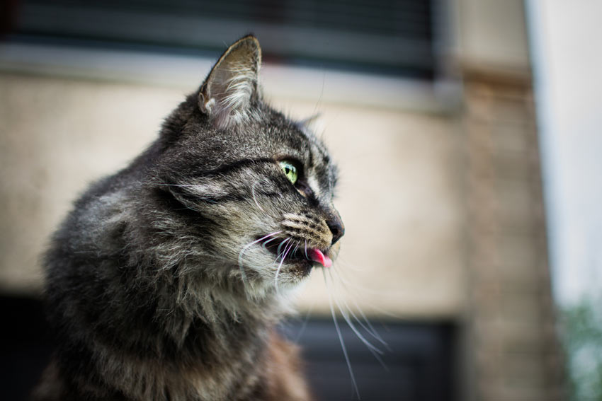 A beautiful tabby cat sticking out it's rough tongue