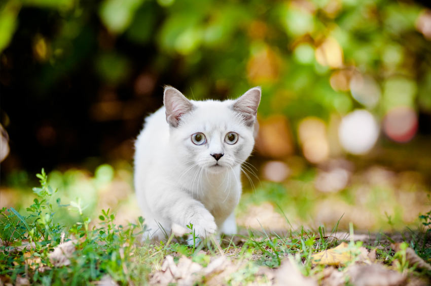 A beautiful white Munchkin Cat with incredibly short legs