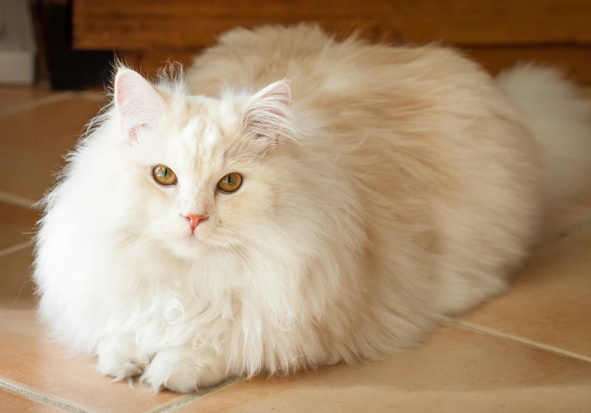 A beautiful white Ragdoll Cat with long hair