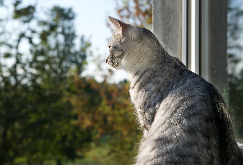 A beautiful young cat looking out the wonder