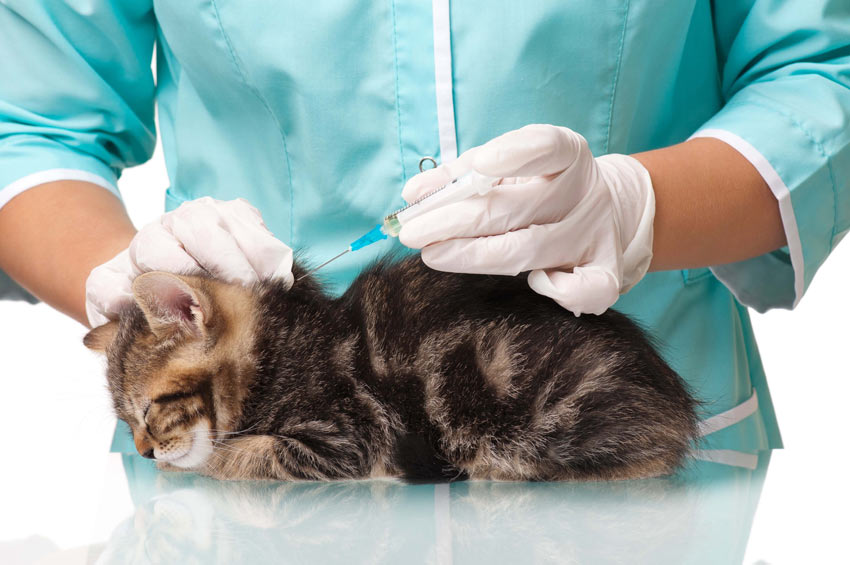 Cat Vaccinations Cat Health Cats Guide Omlet UK