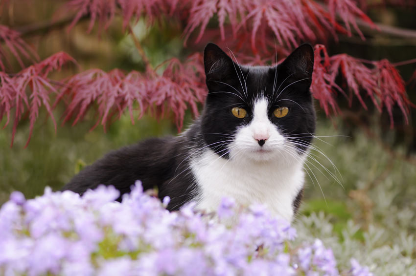 A black and white bicolour moggy cat