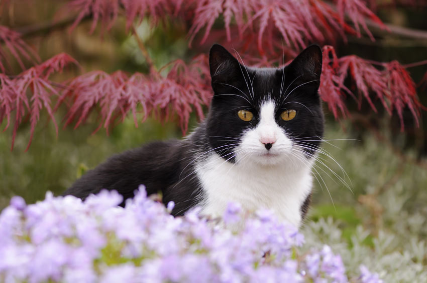 A black and white bicolour moggy cat