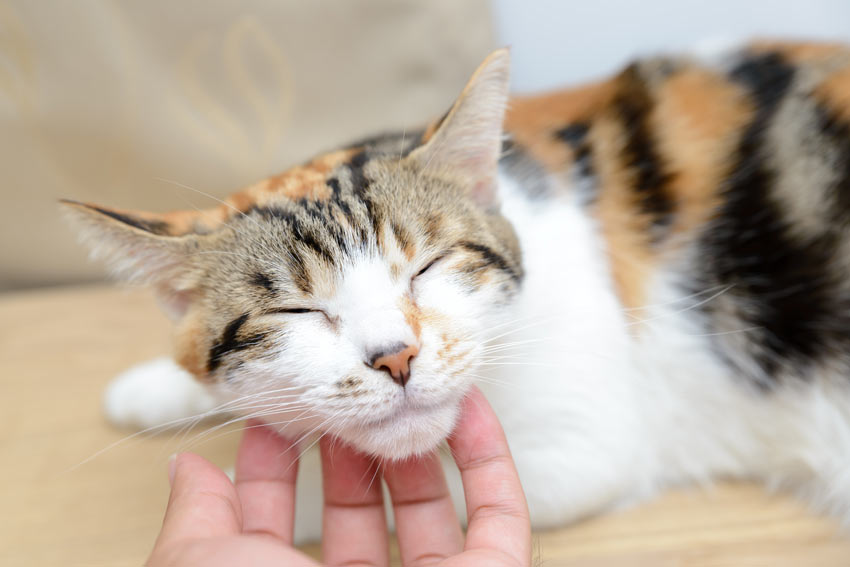 Image result for good cat