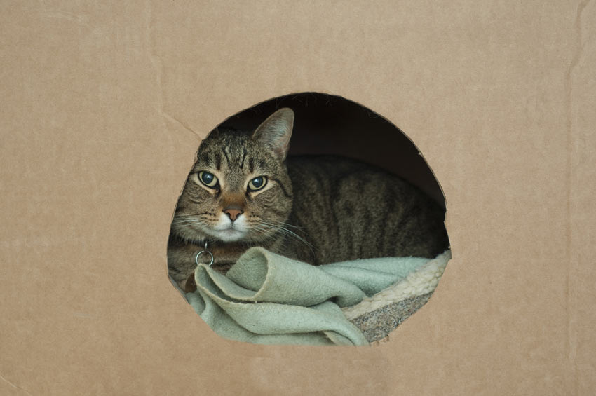 A cat lying down inside its box ready to move house