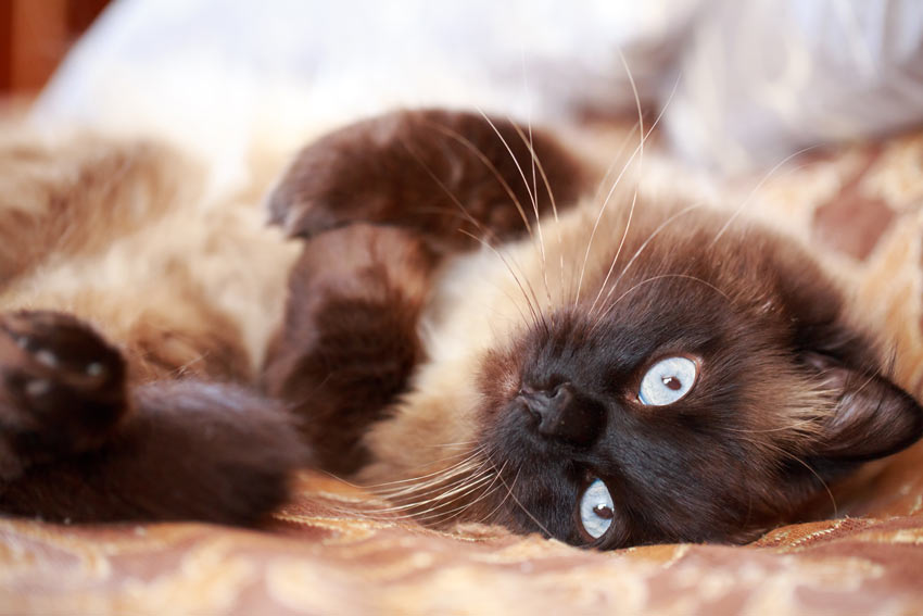 A cat lying down wanting attention from its owner