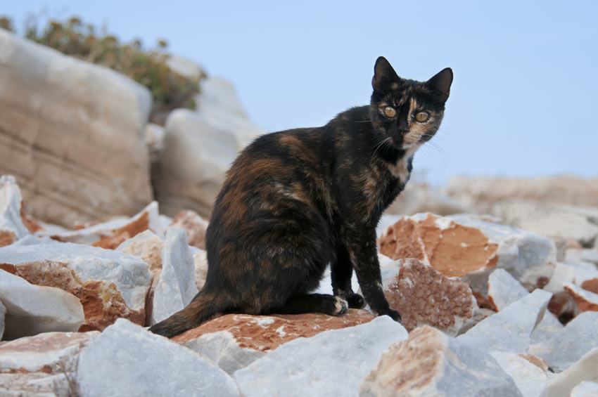 A cat with a Tortoiseshell coat