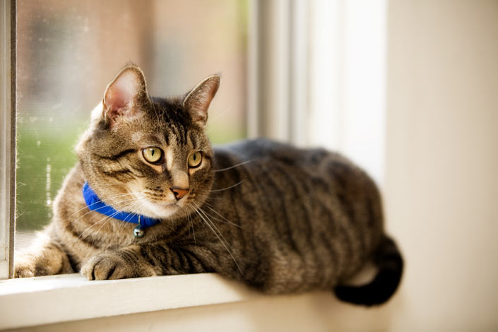 A cat with a bell on its collar to stop it catching birds