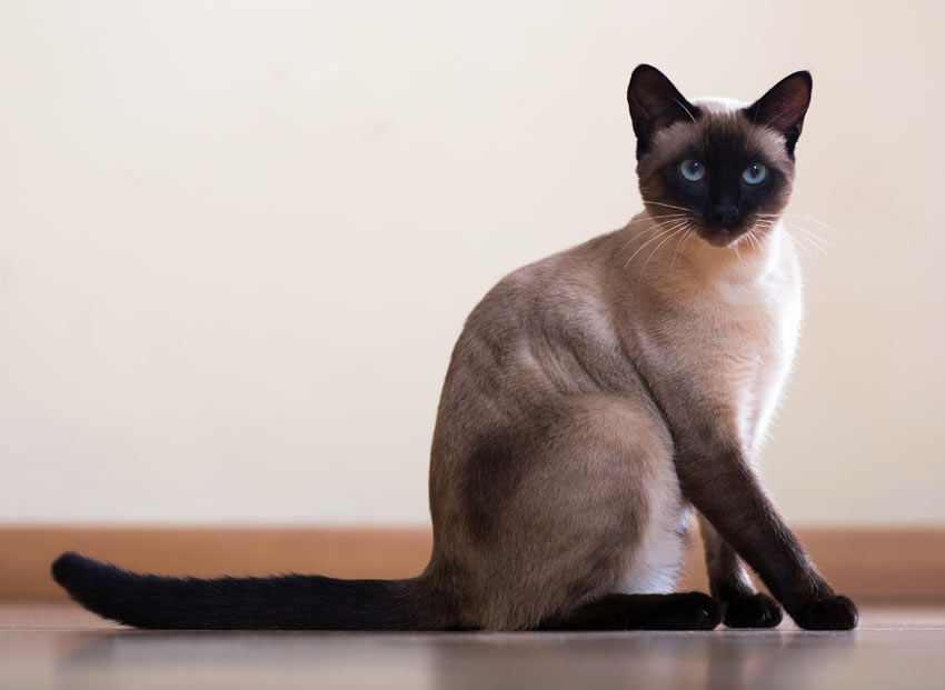 A child friendly Siamese Cat