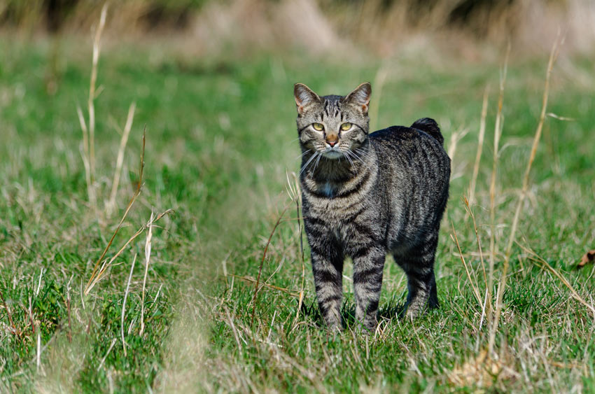 A child friendly tabby manx cat