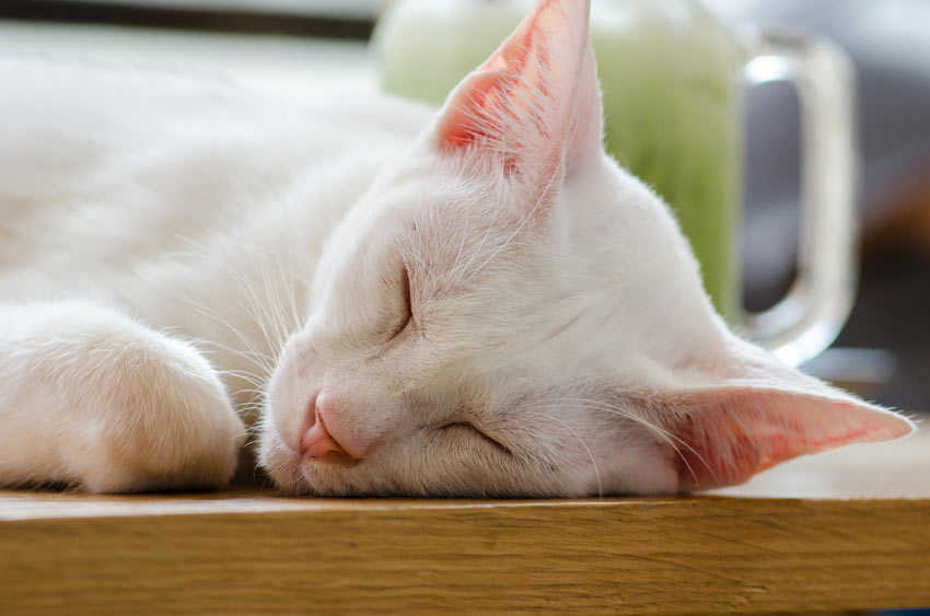 A close up of a Khao Manee cat's wonderful pink ears