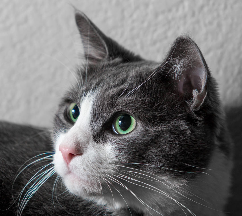 A close up of a grey and white cats long whiskers