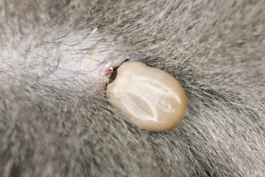 A close up of a tick feeding on a cat