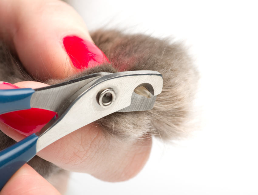 How To Clip A Cat's Claws | Cat Care | Cats | Guide | Omlet UK