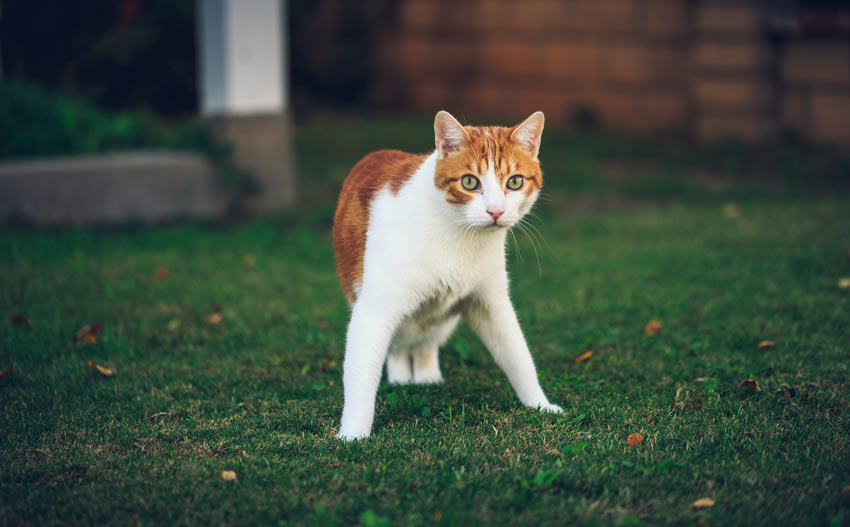 A curious cat adventuring outside for the first time