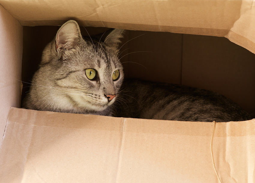 A curious tabby cat hiding inside a cardboard box