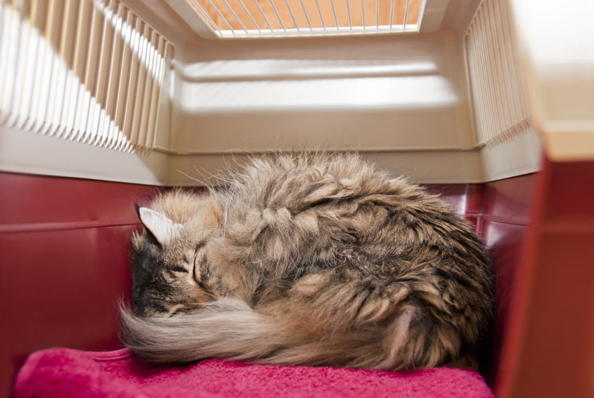 DAILY - The Daily Rant  - Page 8 Cat-Cat_Guide-A_cute_cat_curled_up_sleeping_in_a_travel_box_ready_to_move_house