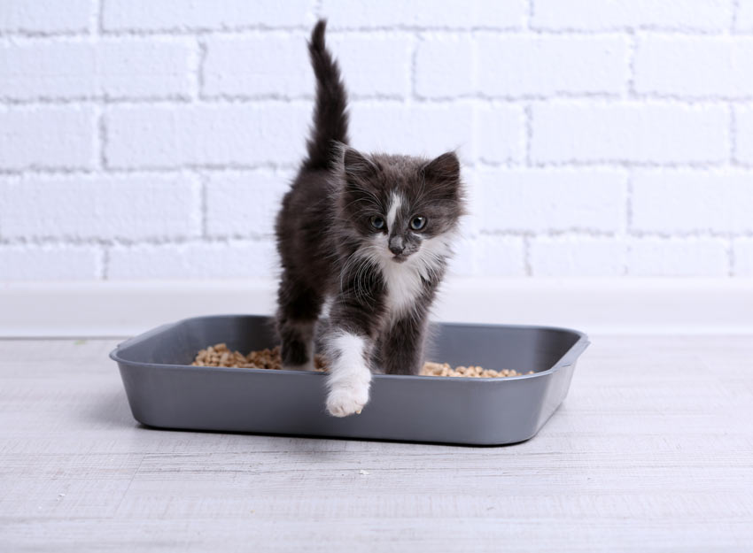 A cute kitten learning how to use her litter tray