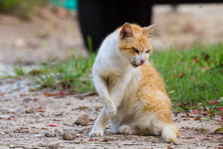 A dishevelled stray cat